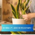 示範室內園藝手正在把虎尾蘭移入白色花盆旁有鬆土適合室內種植入門