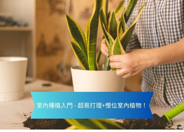 示範室內園藝：手正在把虎尾蘭移入白色花盆，旁有鬆土，適合室內種植入門。